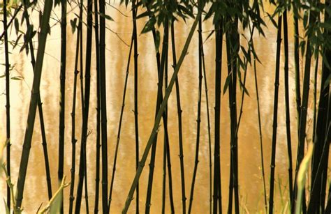 竹 風水 意味 2000年屬什麼